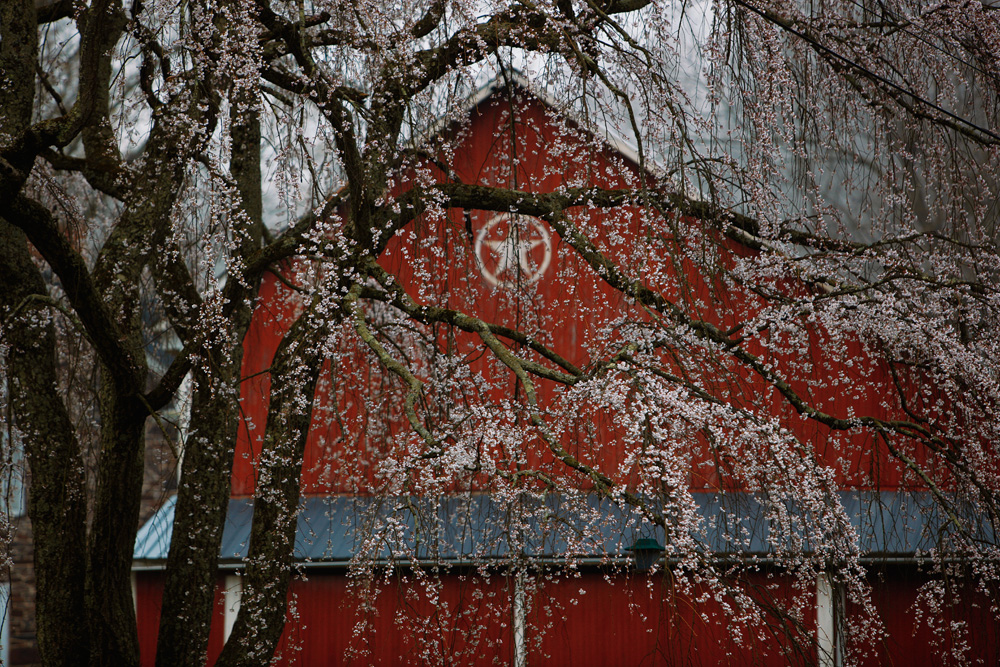 Weeping Cherry and Barn