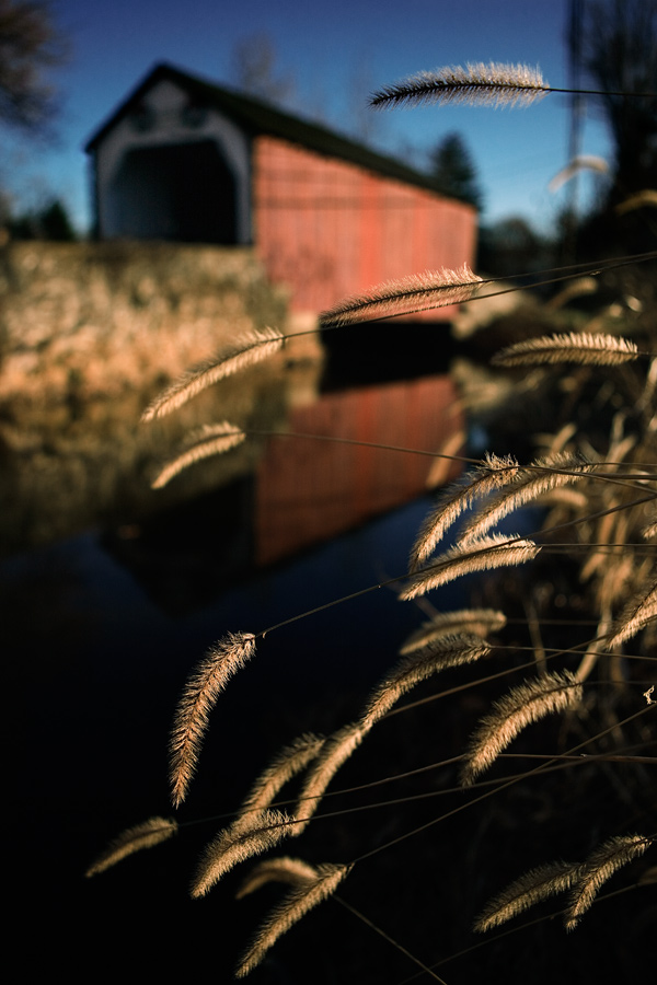 Foxtails at the Erwinna Covered Bridge