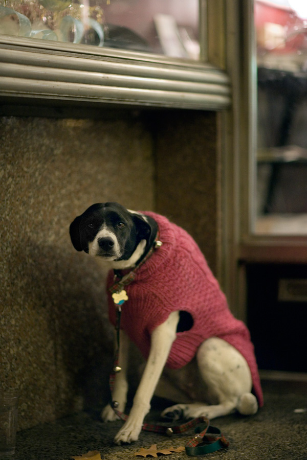 Dog in Shop Doorway, Bethlehem, PA