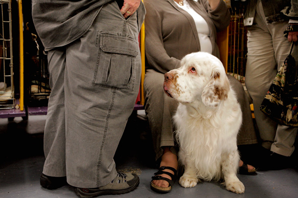 Kathleen Connally's Photoblog - Clumber Spaniel (Westminster Kennel ...